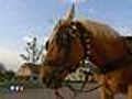 Le cheval de traie comme moyen de transport