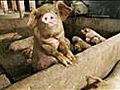 Asia Today: Pork’s Surge; China Property Limits