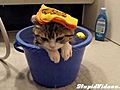 Kitten In A Bucket