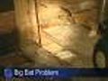 Rabid Bats More Common In Cook County