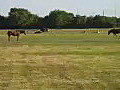 Royalty Free Stock Video HD Footage Two Horses Standing in a Field in South Florida