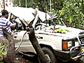 Mumbai: Tree falls on car,  driver killed