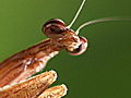 Monster Bug Wars: Grey Tree Runner Mantis