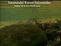 Salamander Riesen-Salamander Animals Tiere Natur SelMcKenzie Selzer-McKenzie