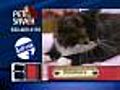 Petsaver: Knickers needs a home