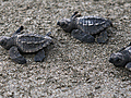 Saving Sea Turtles,  One Nest at a Time
