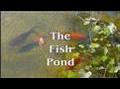 The Fish pond