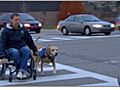 What do Assistance Dogs do?