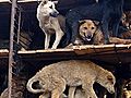 China Dogs' Rescue Shows Growing Animal Activism