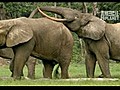 Forest Elephant Copycats