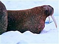 Great Migrations - Cameras Stuck in the Ice