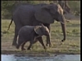 Les éléphants : au coeur de la solidarité animale