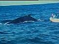 Whale freed in daring rescue