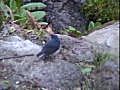 コルリの雄（青い鳥）Siberian blue Robin