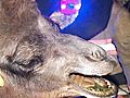 Camel Falls Into Hole,  Rescued After Hours