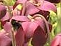 Bumblebees Pollinating Sarracenia Flowers - Carnivorous Plants