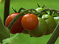 How to Grow Tomatoes in Containers