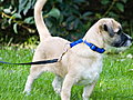 Howdini - How To Leash Train Your Puppy