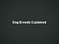 Dog Breeds Explained. All Dog Breeds Explained In Detail