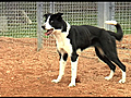 SSPCA look for owner of emaciated collie