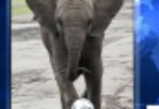 Nelly the elephant predicts Women’s World Cup winners