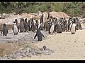 Pinguins ganham praia artificial em Zoológico de Londres