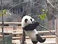 Baby Panda Stuck in a Tree