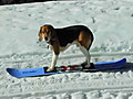 Animals on Sleds: infoMania’s Olympic Unhopefuls               // video added February 23,  2010            // 0 comments             //                             // Embed video: