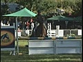 Cheval a vendre - ROYAL - 4ans1/2 - SF
