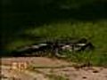 Child Struck By Vehicle Dies From Injuries