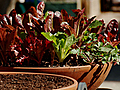 How to Grow Your Own Salad Greens