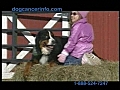 BirkDale Medicinals Dog Cancer Information Video