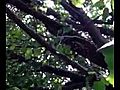 Cicada in St Louis MO 2011