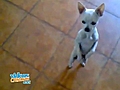 Perro bailando flamenco