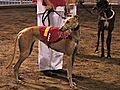 The Canidrome: Asia’s Only Greyhound Racing Stadium