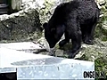 Kung fu bear