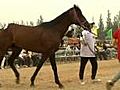 China Holds First Horse Auction