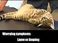 Cat Health Symptoms That Warrant a Visit to the Vet