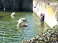 Woman Attacked by Polar Bear after Jumping into Tank at Berlin Zoo