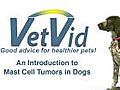 Introduction to Mast Cell Tumors in Dogs
