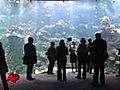 &#039;World&#039;s Greenest Museum&#039; Opens In San Francisco