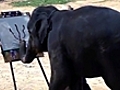 Elephant stampede in Thailand