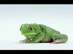 Samsung : Frog