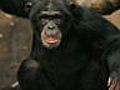 Folge 144: Schimpanse Willi ist stinksauer