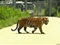 Tigres matam homem e fere filho dele em zoo na China