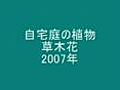 自宅庭の草木花2007