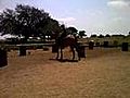 Horse back riding at home in Texas Jennah Karthes de Branicka