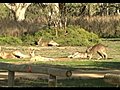 Kangaroos At Loxton