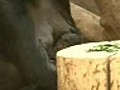 Czech gorilla-mania helps animals in Cameroon