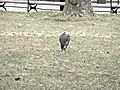 Hawk having squirrel for dinner in the Big Apple!               // video added February 03,  2010            // 0 comments             //                             // Embed video: